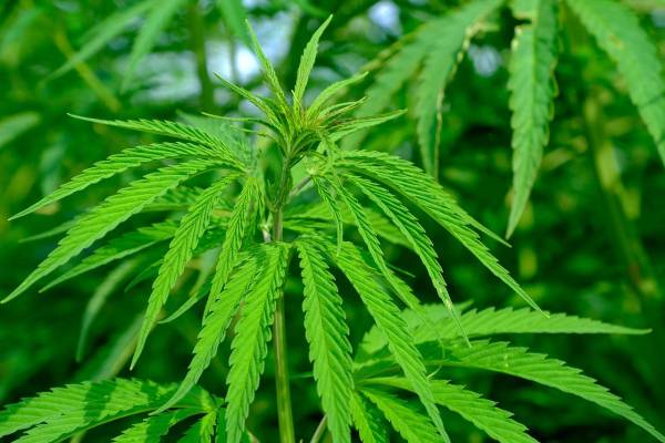 CBD Wellness: Exploring Benefits and Considerations for All Genders