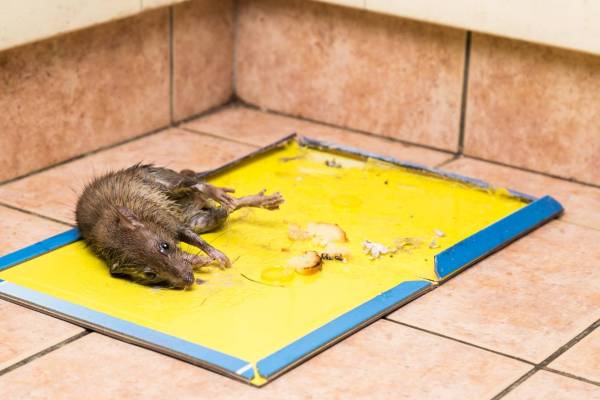 Do Rats Climb Walls?