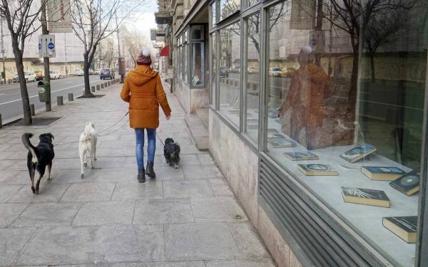 finding-the-best-dog-store-tips-and-tricks-63f08341e0a90.jpg