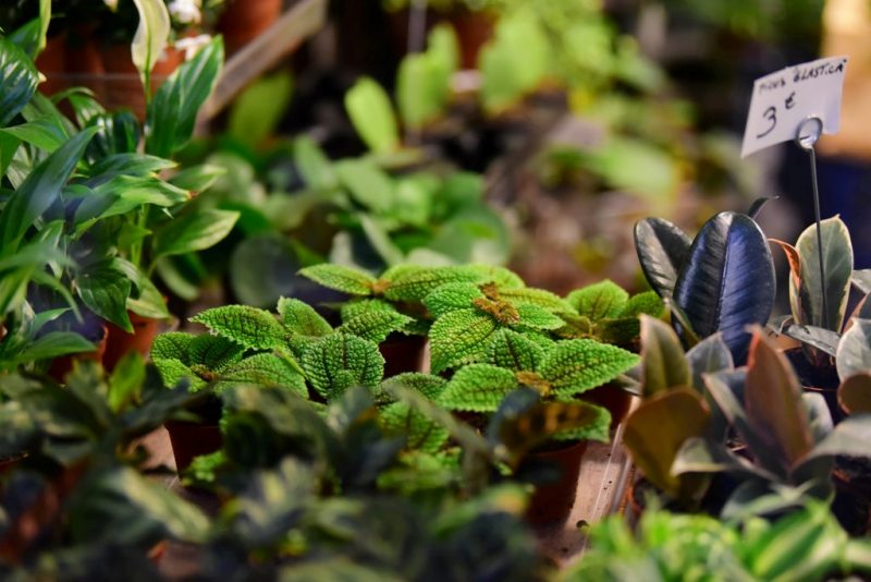herbs-supplements.jpg
