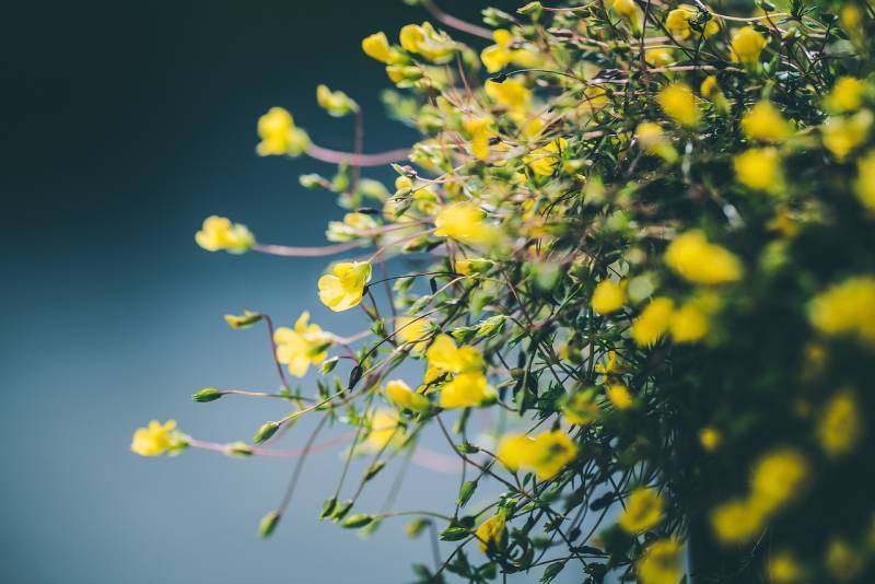 How Garden And Home Can Give A Adorable Outcome To Your Place