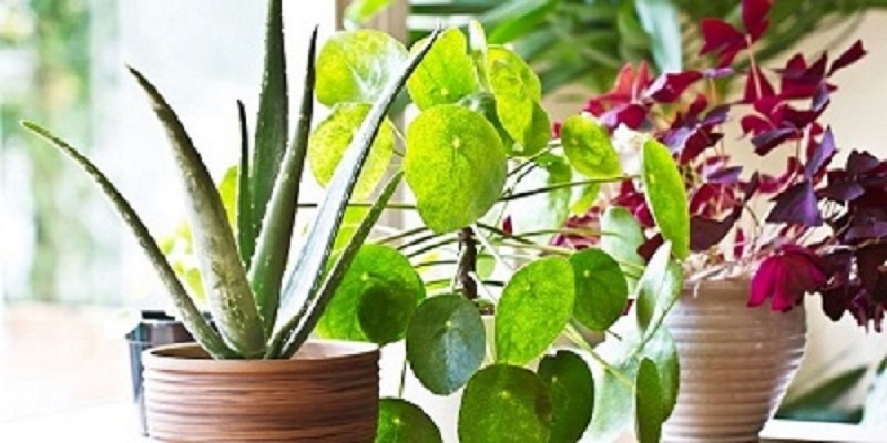 inddor-plants.jpg