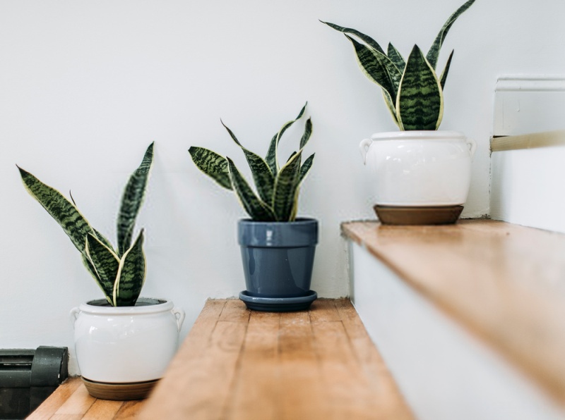 plant.jpg