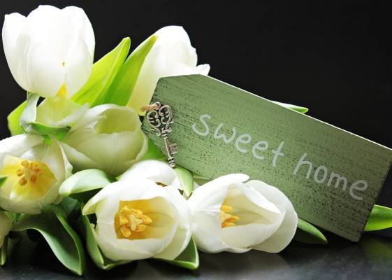 tulips-2091616-1280-63af339f4f7bd.jpg