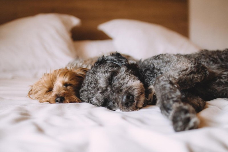what-to-consider-when-buying-a-dog-bed-for-your-pet-626ac5c2327c8.jpg